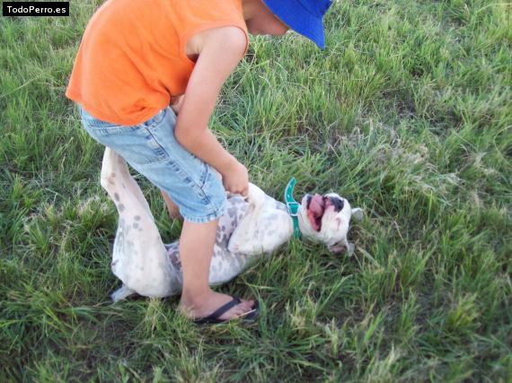 La foto del perro