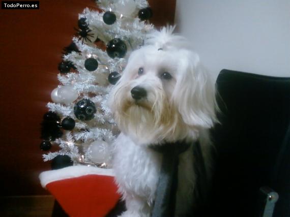 La foto del perro