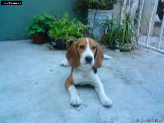 La foto del perro