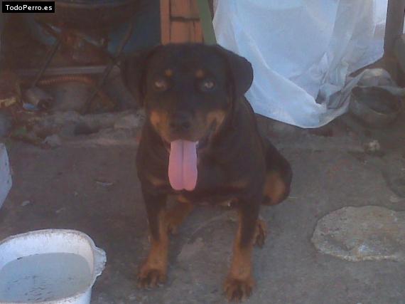 La foto del perro