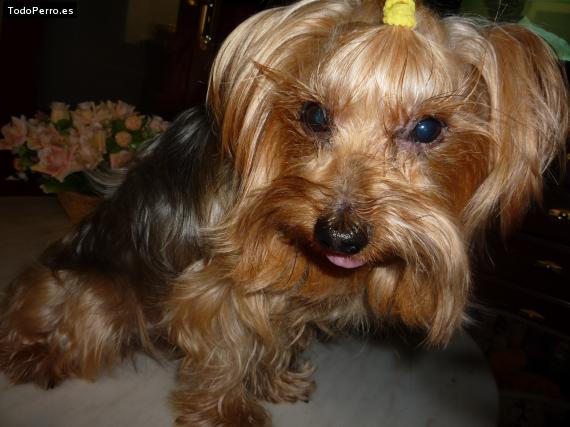 La foto del perro