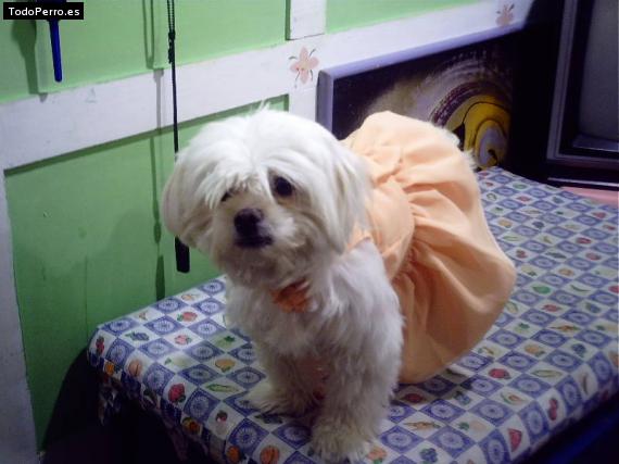 La foto del perro