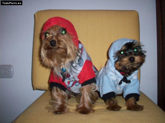 La foto del perro