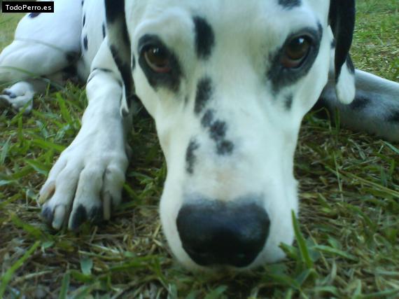 La foto del perro