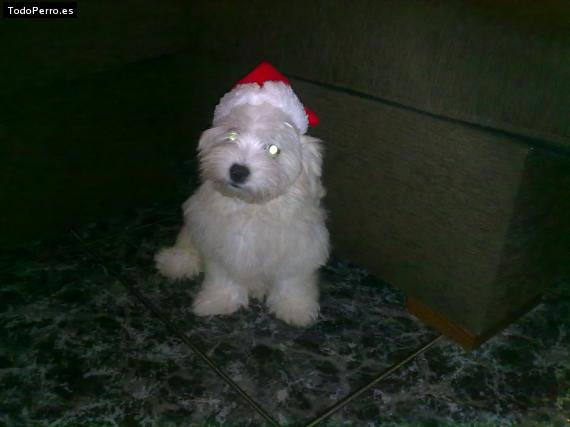 La foto del perro