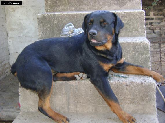 La foto del perro