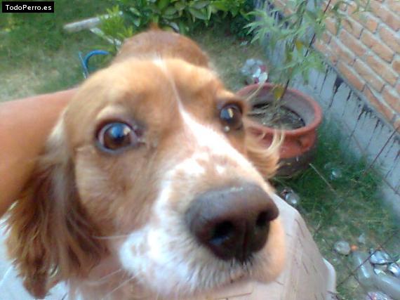 La foto del perro