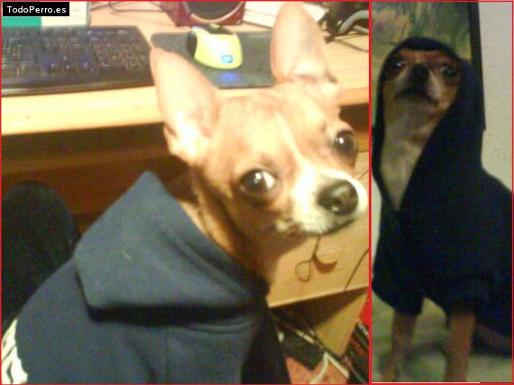 La foto del perro
