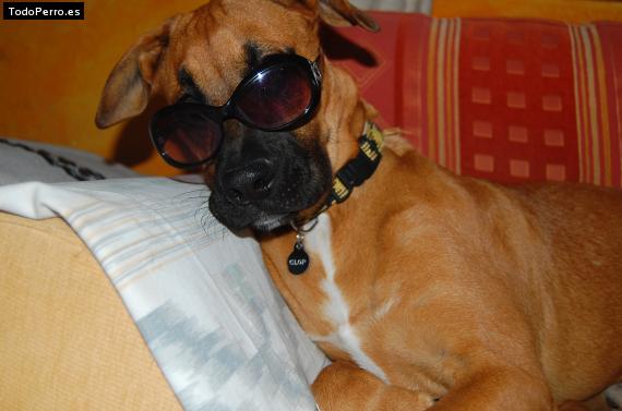 La foto del perro