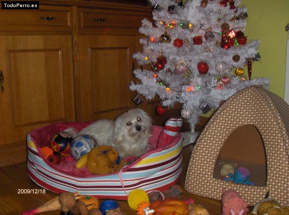 La foto del perro