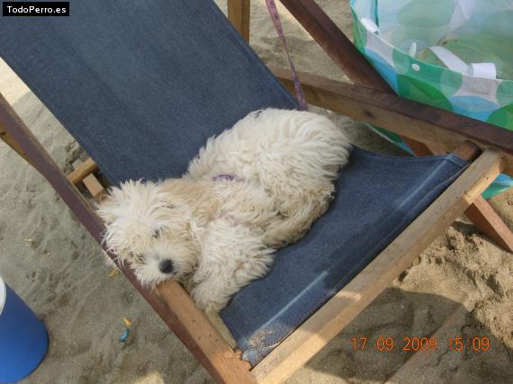 La foto del perro