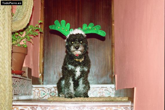 La foto del perro