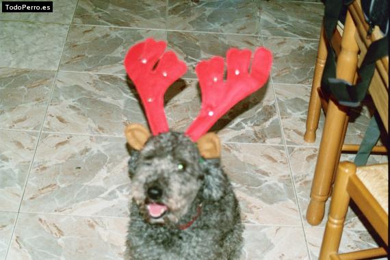 La foto del perro