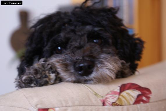 La foto del perro