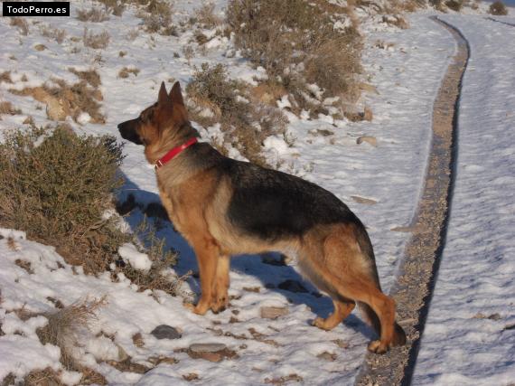 La foto del perro