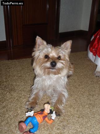 La foto del perro