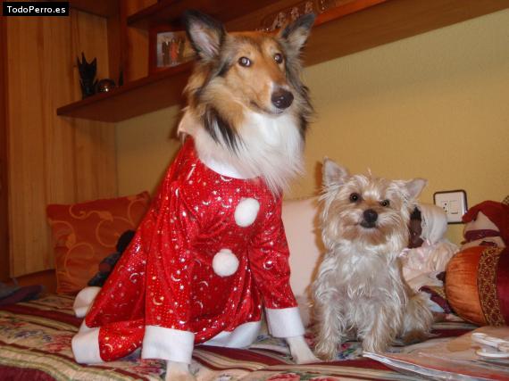 La foto del perro