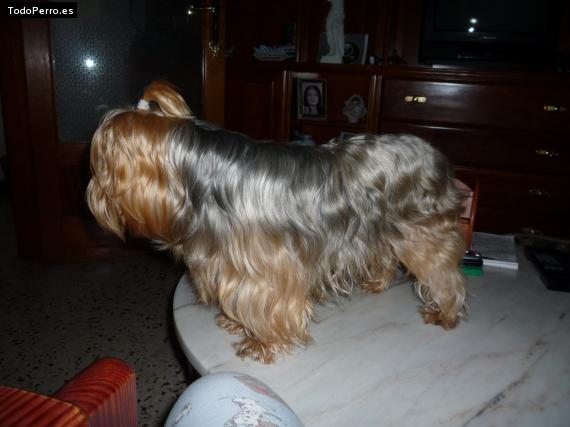 La foto del perro