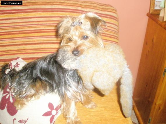 La foto del perro