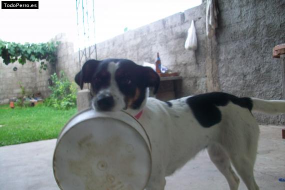 La foto del perro