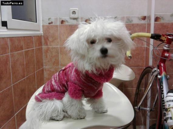 La foto del perro