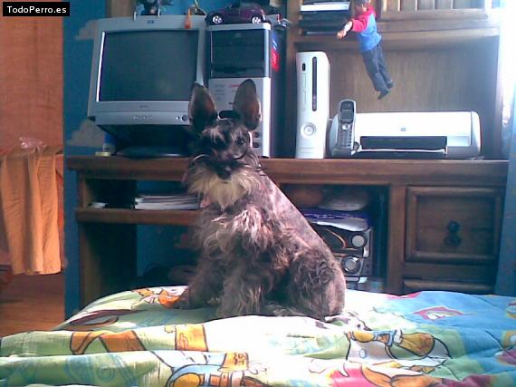 La foto del perro