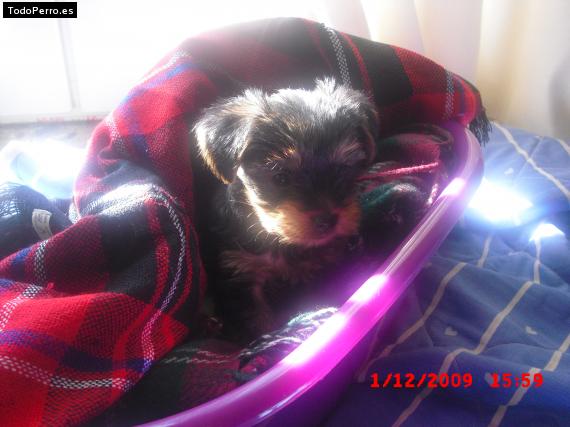 La foto del perro