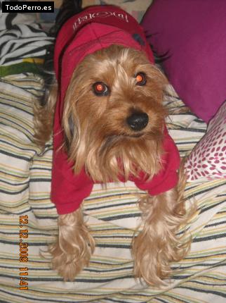 La foto del perro