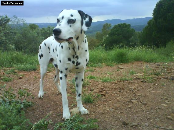 La foto del perro