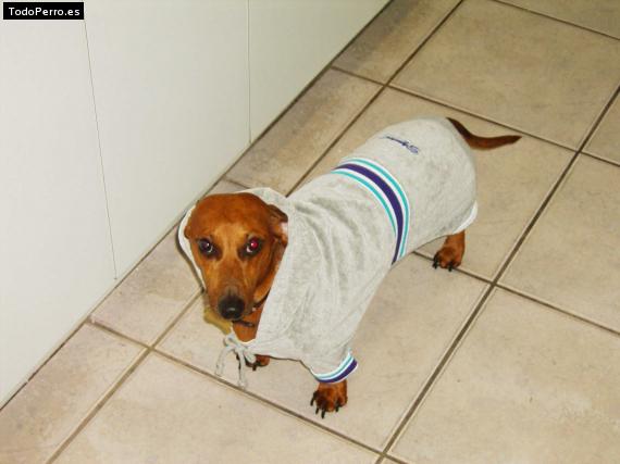 La foto del perro
