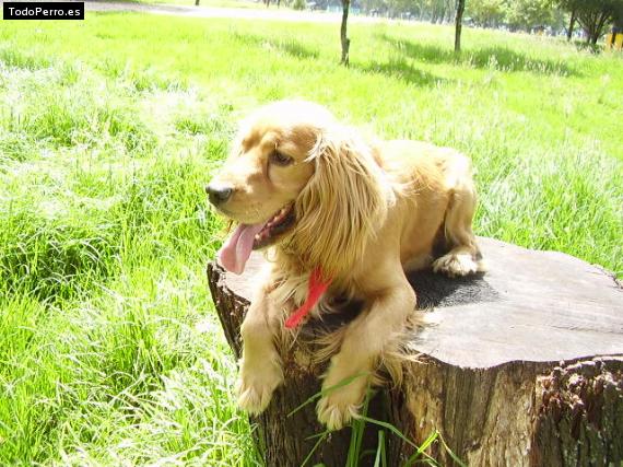La foto del perro