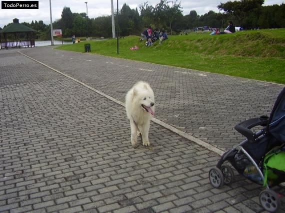La foto del perro