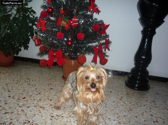 La foto del perro