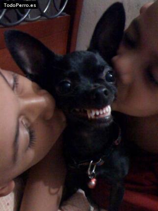 La foto del perro