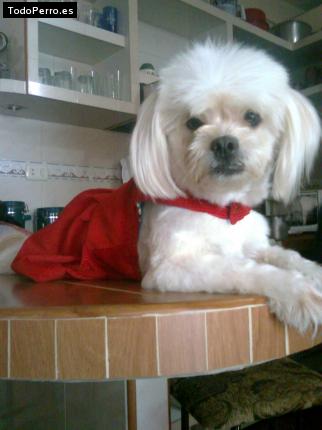 La foto del perro