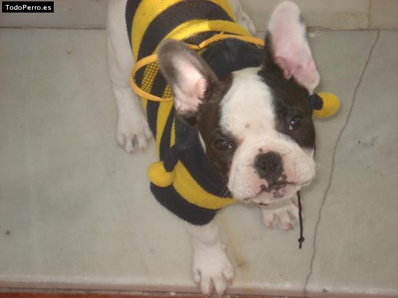 La foto del perro