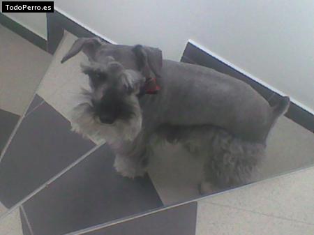 La foto del perro