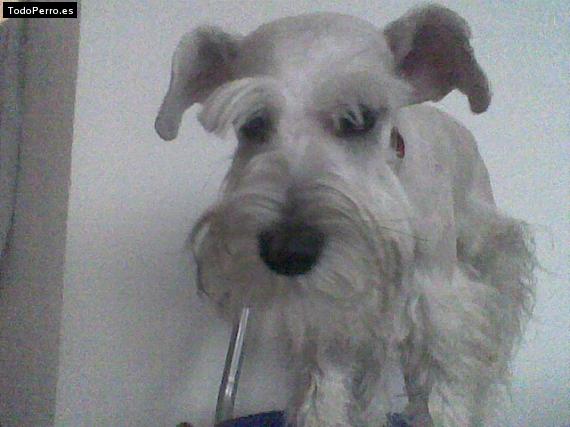 La foto del perro