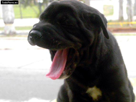 La foto del perro