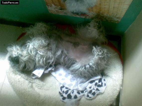 La foto del perro