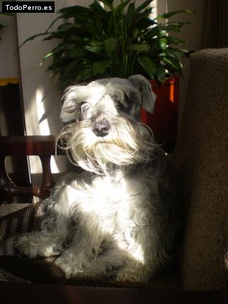 La foto del perro