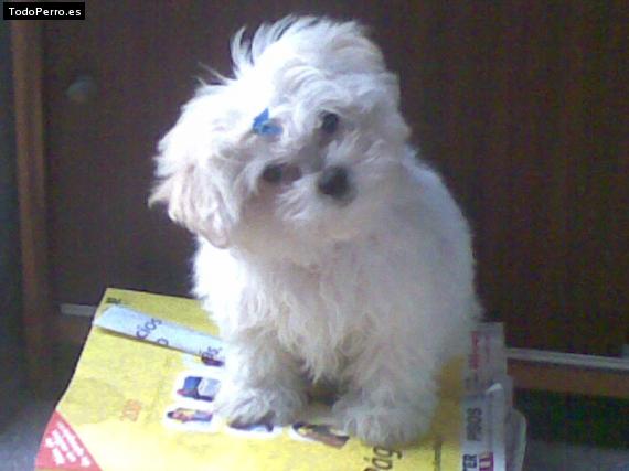 La foto del perro