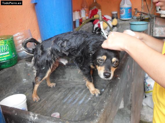 La foto del perro
