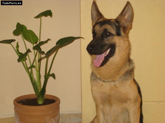 La foto del perro