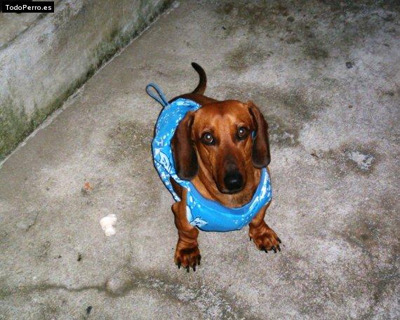La foto del perro