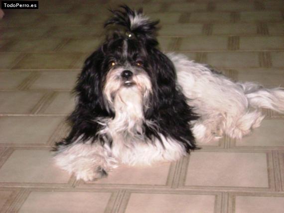 La foto del perro