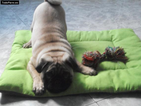 La foto del perro