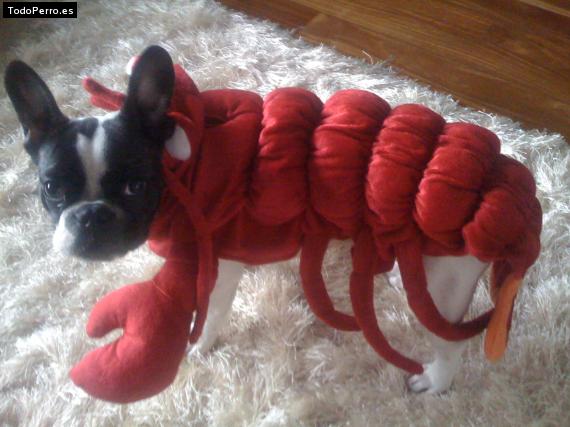 La foto del perro