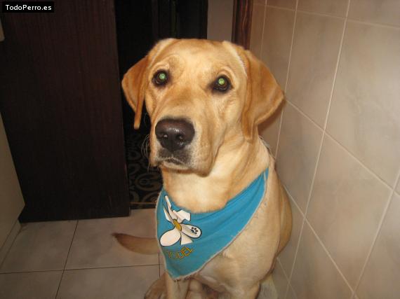 La foto del perro