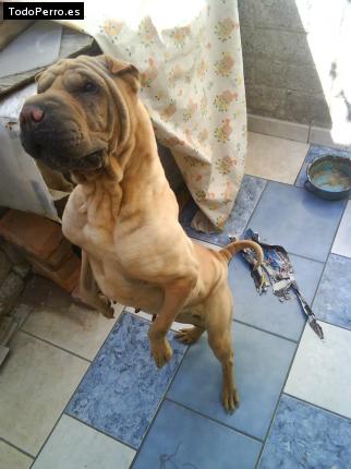 La foto del perro